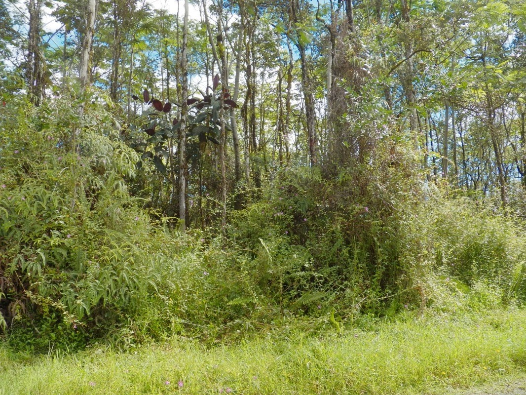 992 Alii Road Pahoa, HI 96778 - Photo 3 of 5 Gallery Image 3
