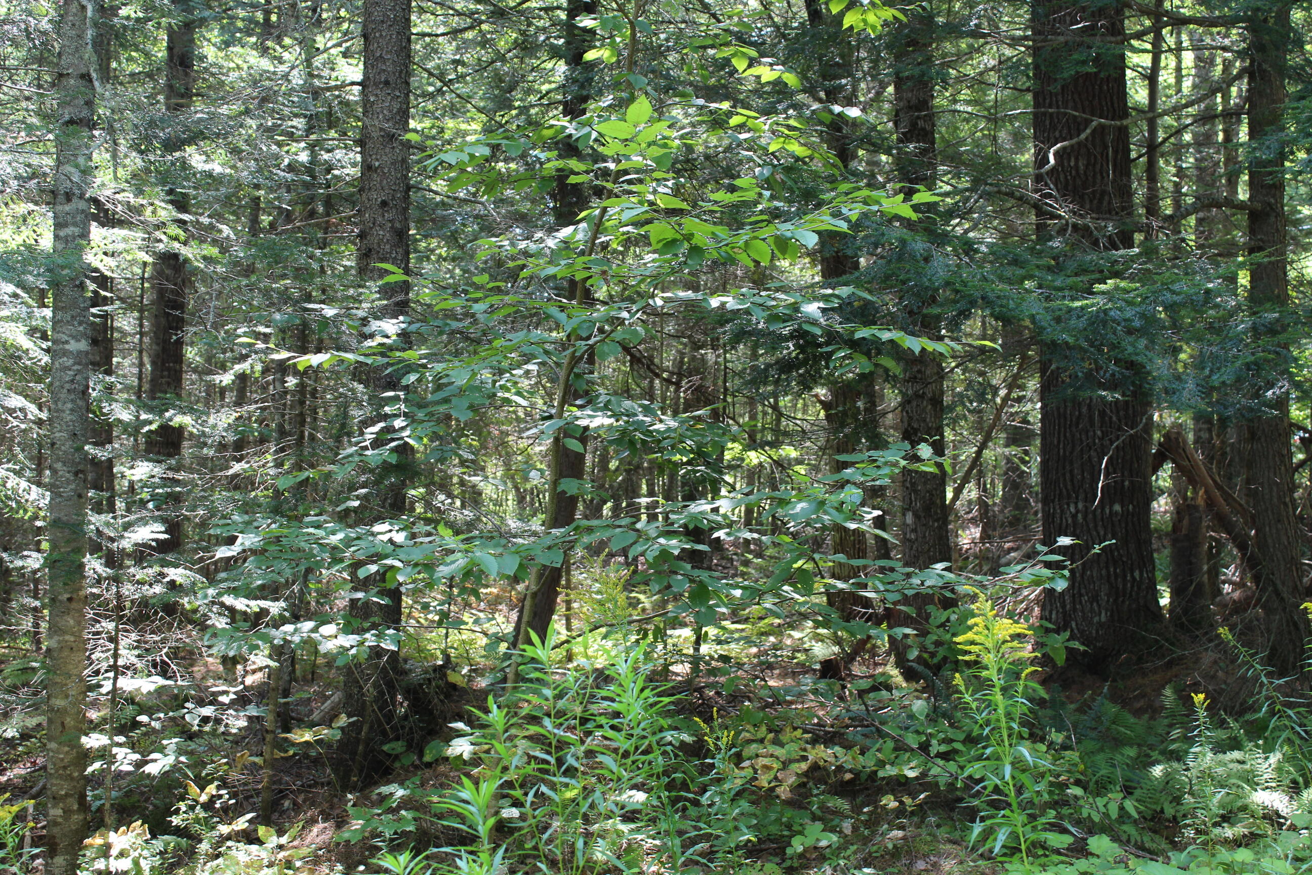 M62-2 Lt 3 M62-2 Road Belfast, ME 04915 - Photo 13 of 15 IMG_1277