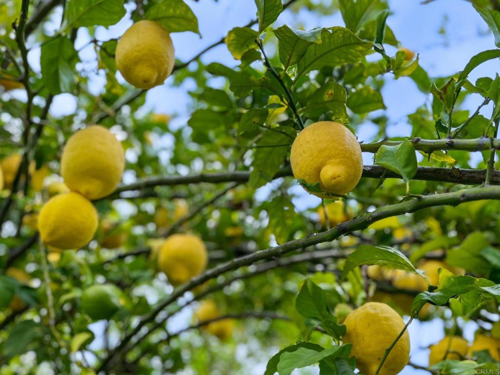 241 Muirfield Way San Marcos, CA 92069 - Photo 45 of 52