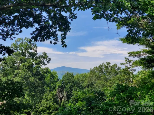 a view of a plant in a yard