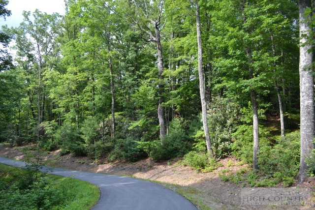 a view of forest