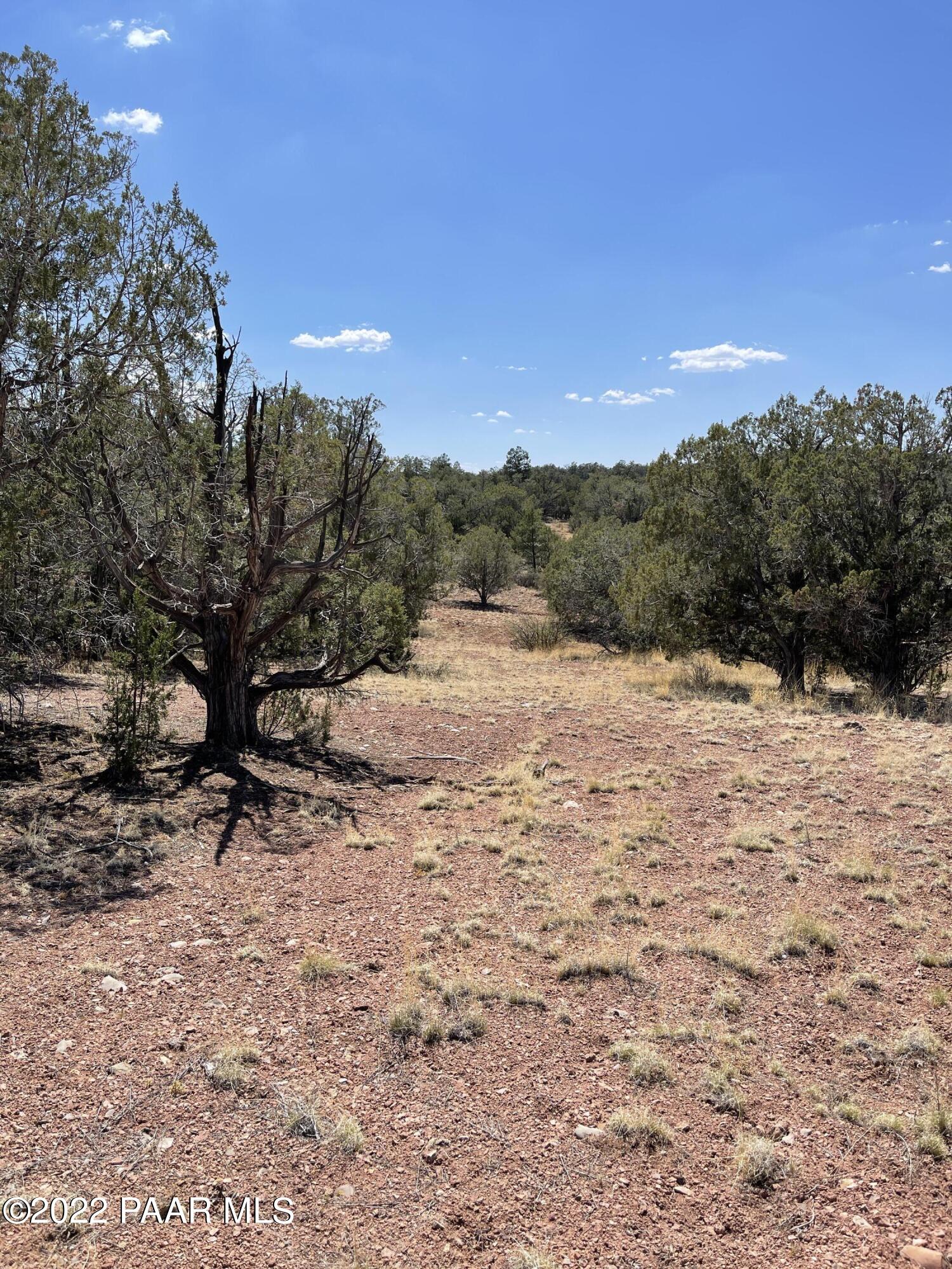 56400 Bearclaw Road Seligman, AZ 86337 - Photo 4 of 5 Lots of trees and vegitation