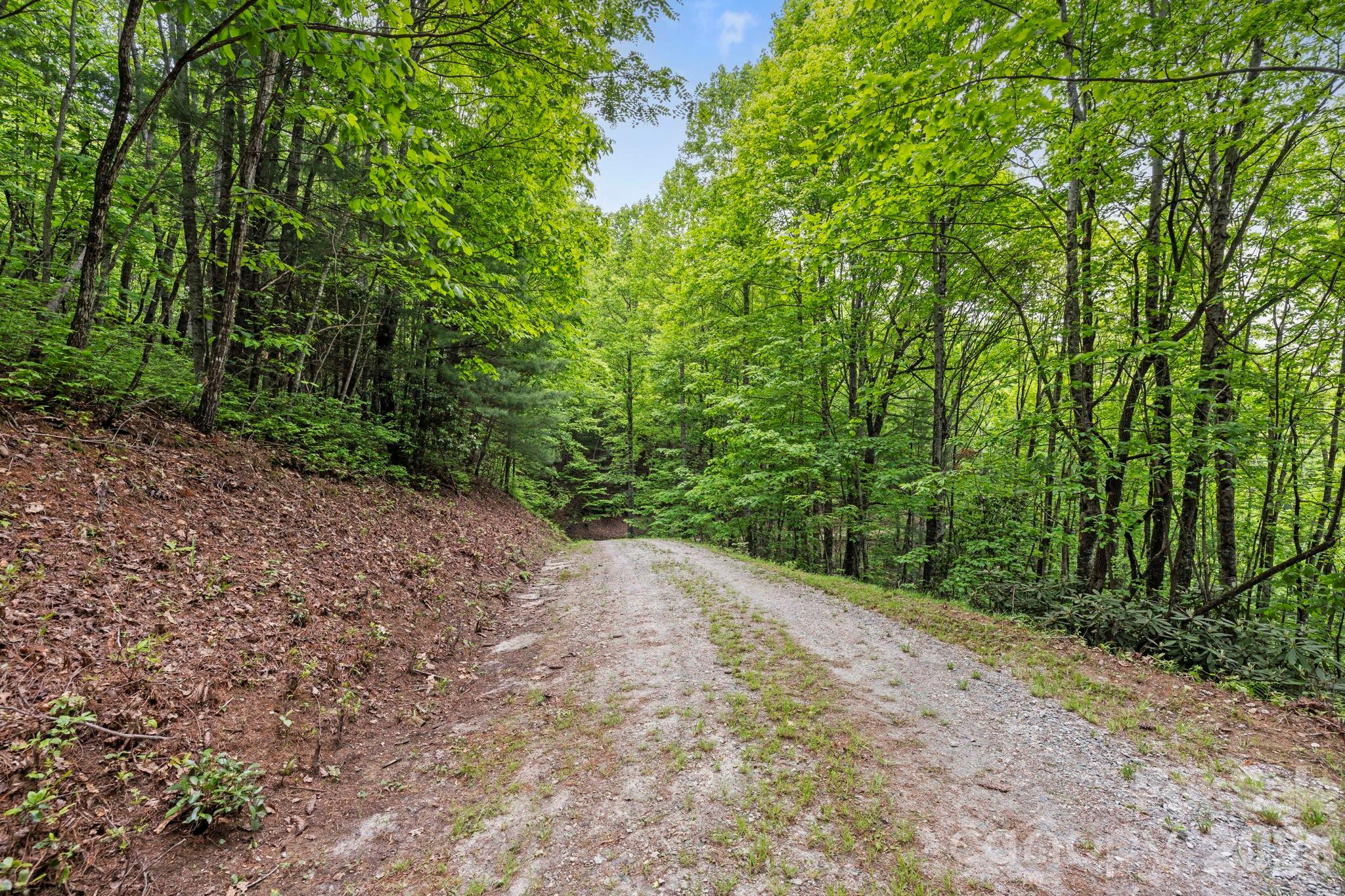1325 Golden Road Lake Toxaway, NC 28747 - Photo 14 of 15 a view of a yard with plants and large trees