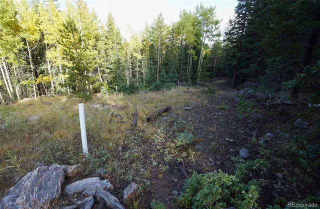a view of a forest with trees
