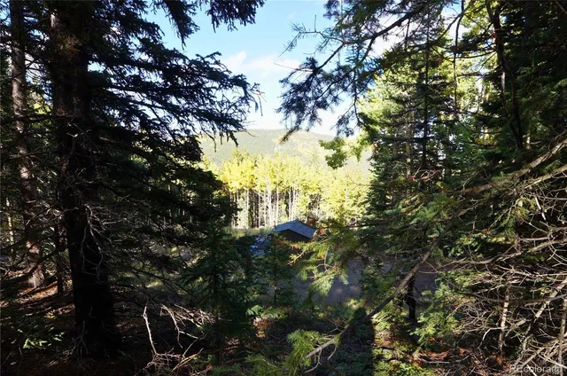 a view of a forest with a tree