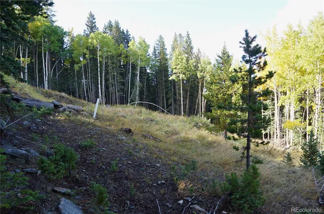 a view of a yard with plants and trees