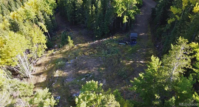 a close up of a plant