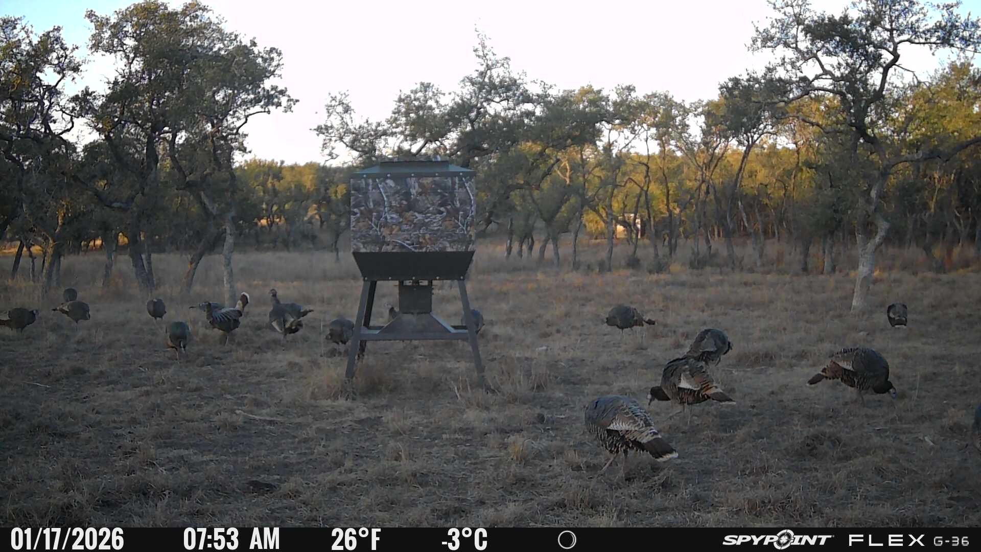 7819 Ranch To Market Road 2766 Ranch Johnson City, TX 78636 - Photo 21 of 30 a view of a backyard