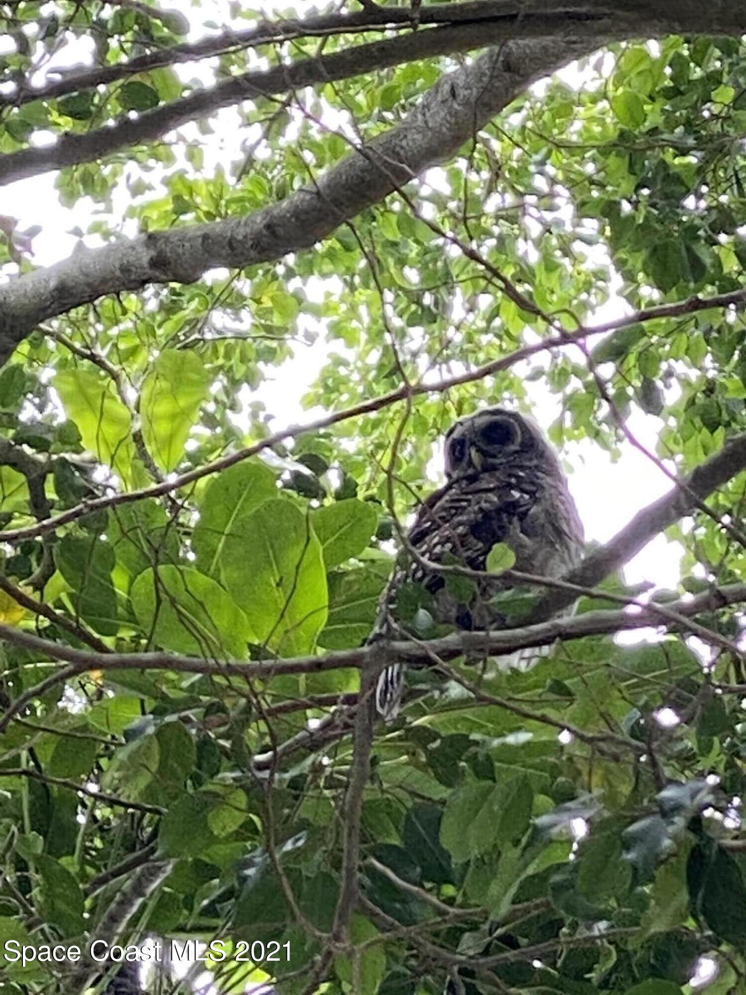 32 Littlejohn Lane Rockledge, FL 32955 - Photo 51 of 62 IMG_1726_7_8_Detaileda