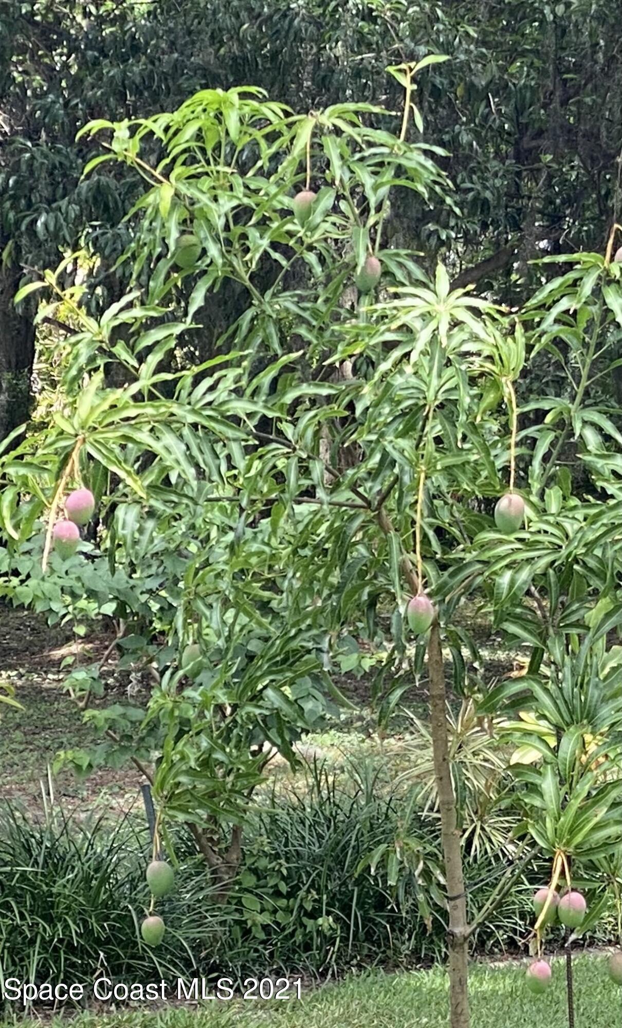 32 Littlejohn Lane Rockledge, FL 32955 - Photo 52 of 62 IMG_1726_7_8_Detailedb