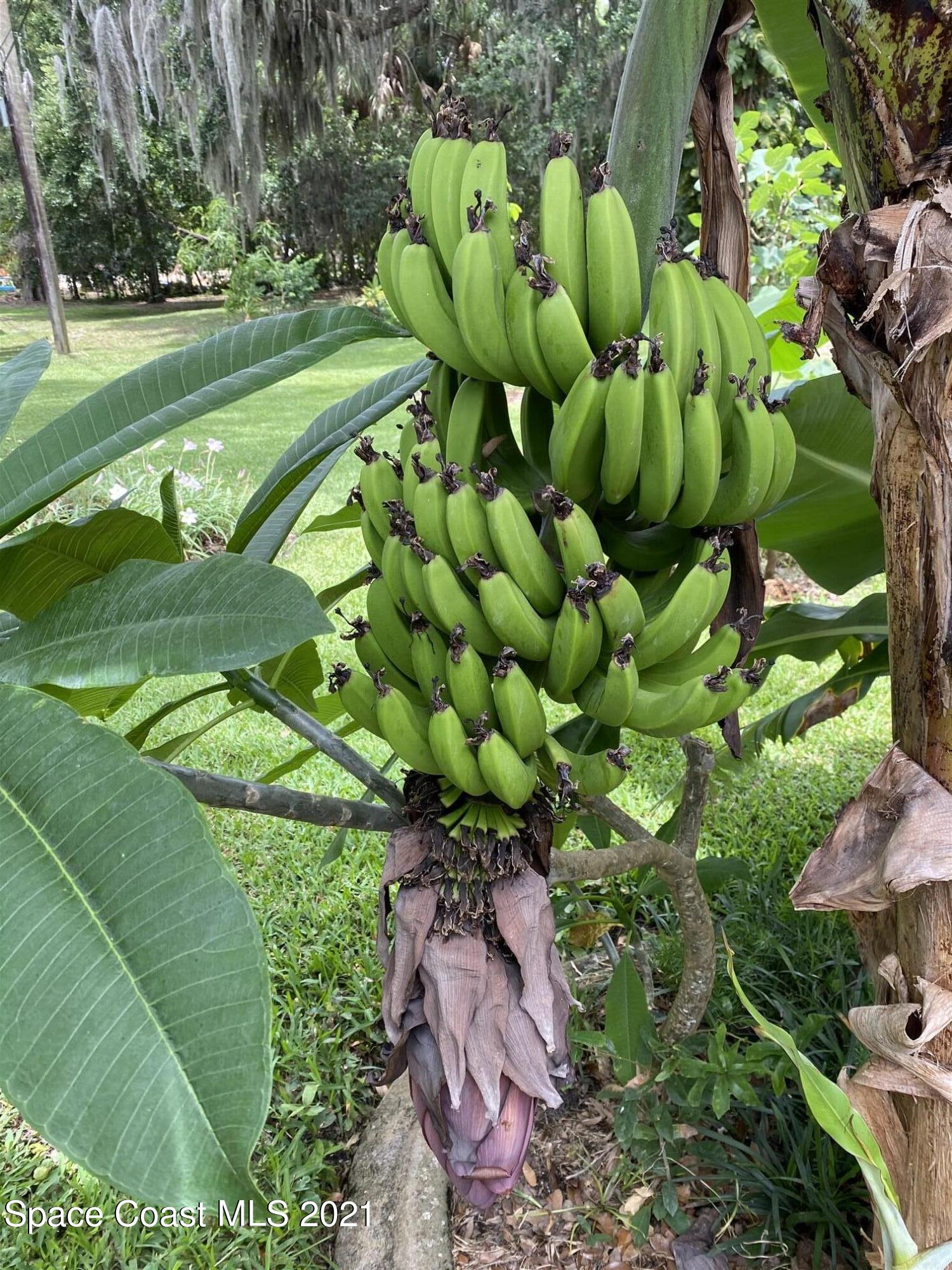 32 Littlejohn Lane Rockledge, FL 32955 - Photo 53 of 62 IMG_1726_7_8_Detailedc