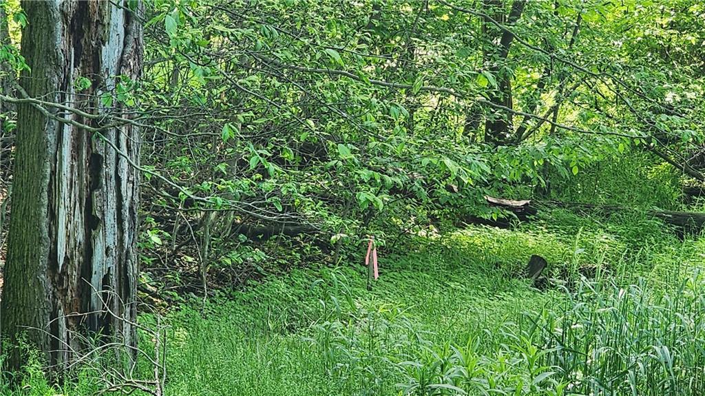 0 Arcadia Road Cherry Tree, PA 15724 - Photo 10 of 11 a view of a lush green forest with lots of trees