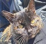 412 Old Bachmans Valley Road Westminster, MD 21157 - Photo 52 of 52 Resident Caretaker "Libby"