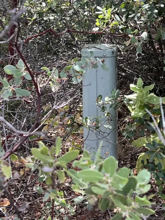 a plant that is in a garden