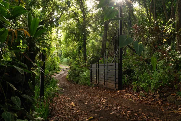 a view of a forest with trees