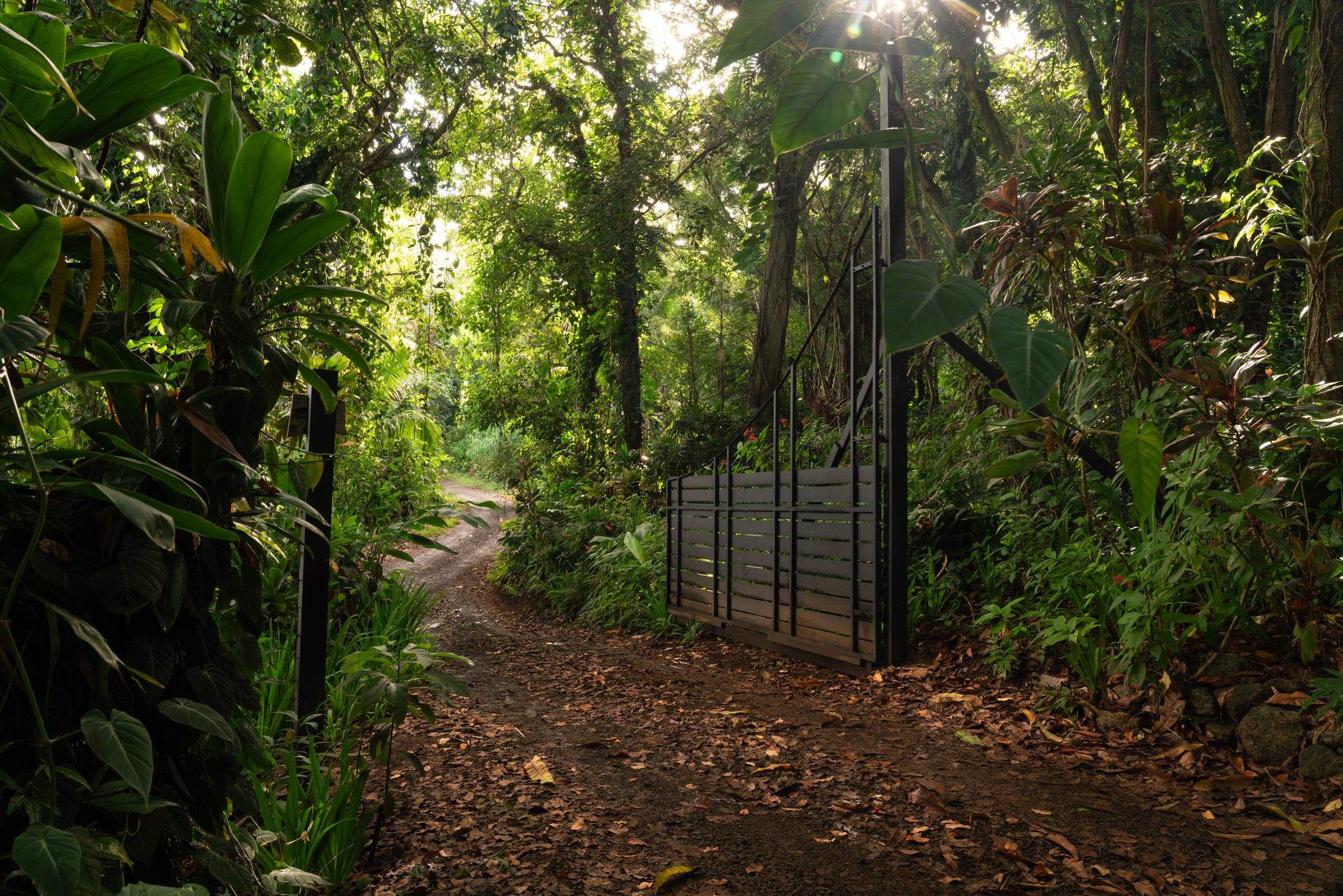 715 North Honokala Road Haiku, HI 96708 - Photo 2 of 50 a view of a forest with trees