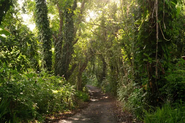 a view of tree