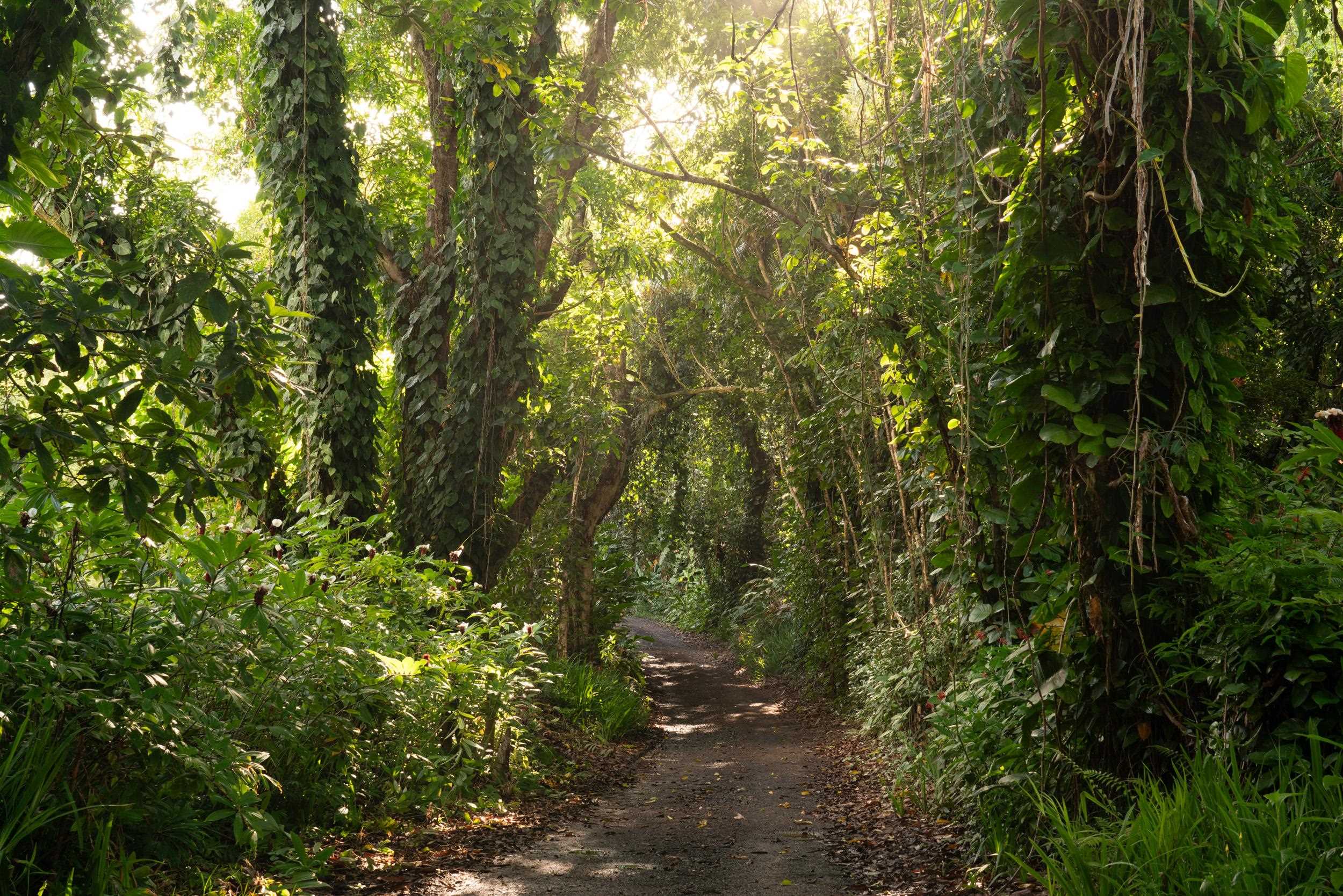 715 North Honokala Road Haiku, HI 96708 - Photo 3 of 50