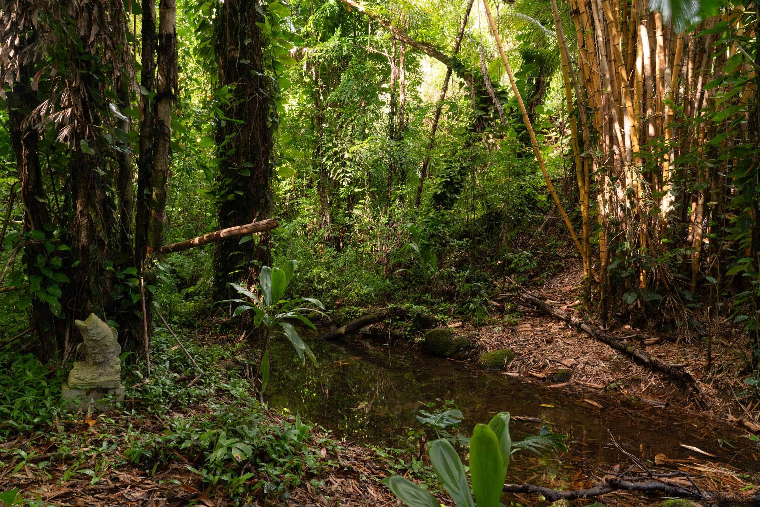 715 North Honokala Road Haiku, HI 96708 - Photo 35 of 50 a view of a forest