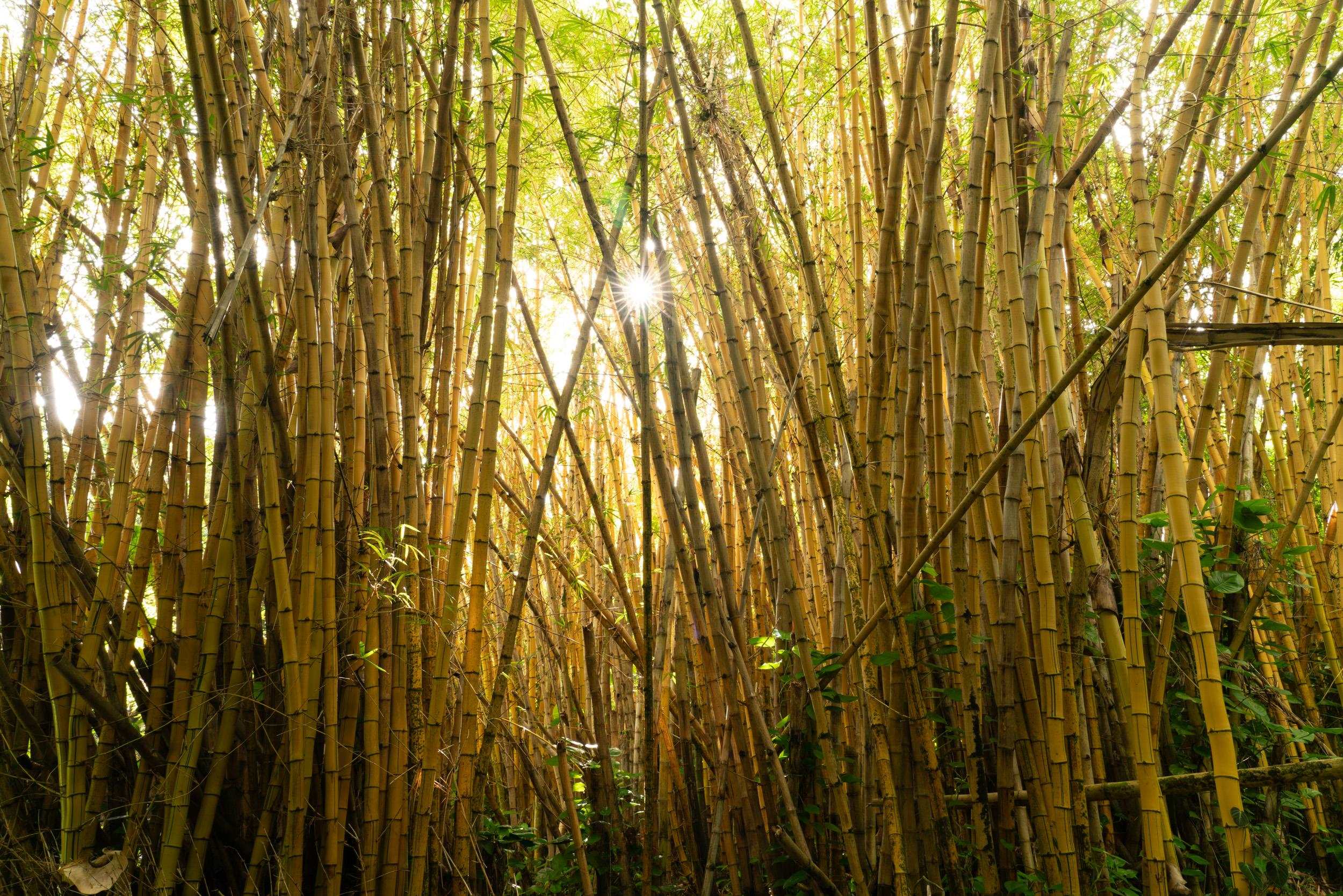 715 North Honokala Road Haiku, HI 96708 - Photo 36 of 50 a view of a yard with wooden fence