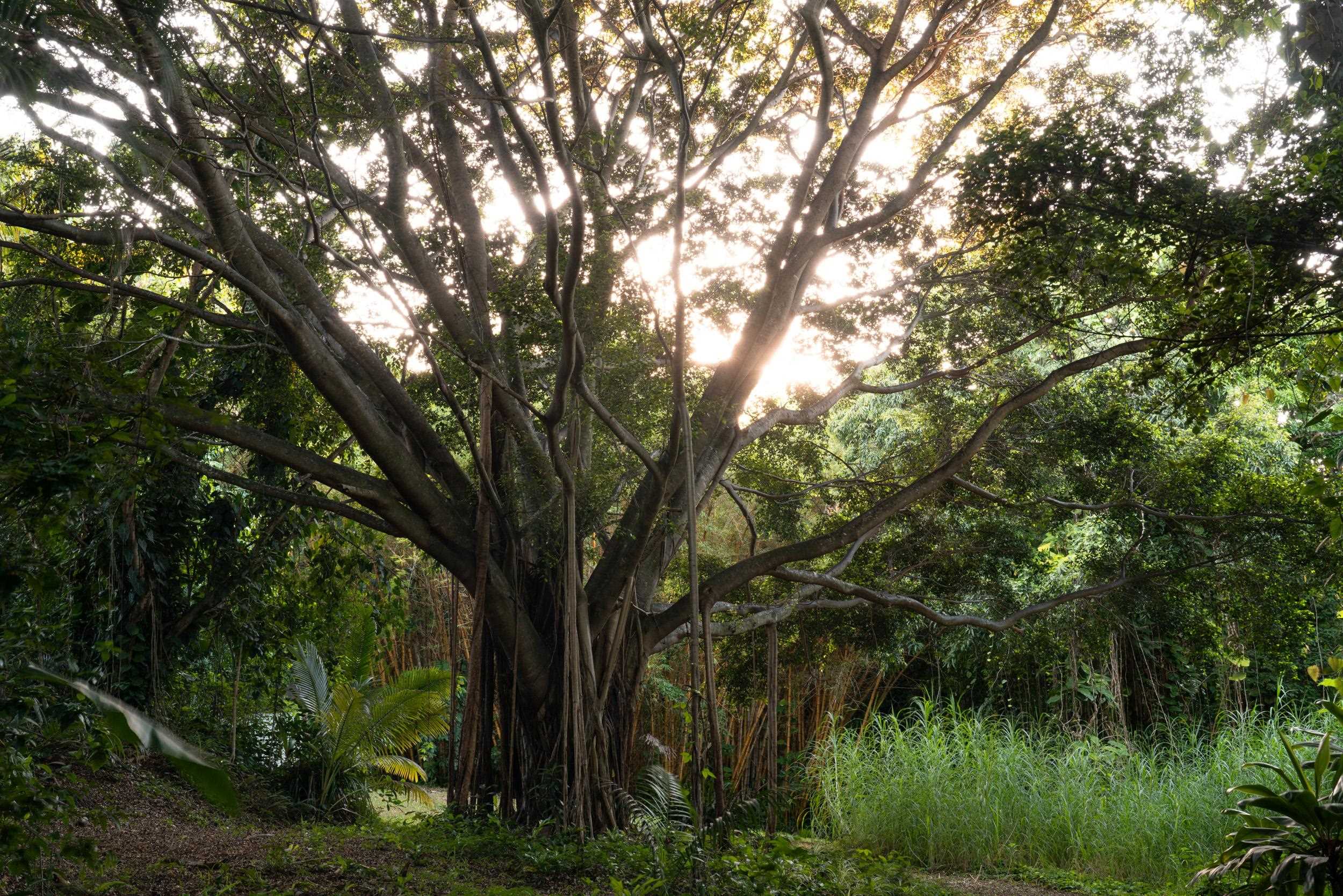 715 North Honokala Road Haiku, HI 96708 - Photo 4 of 50 a view of tree
