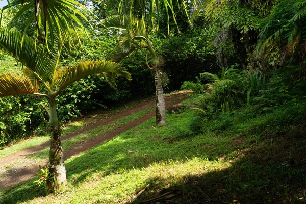 a view of a garden