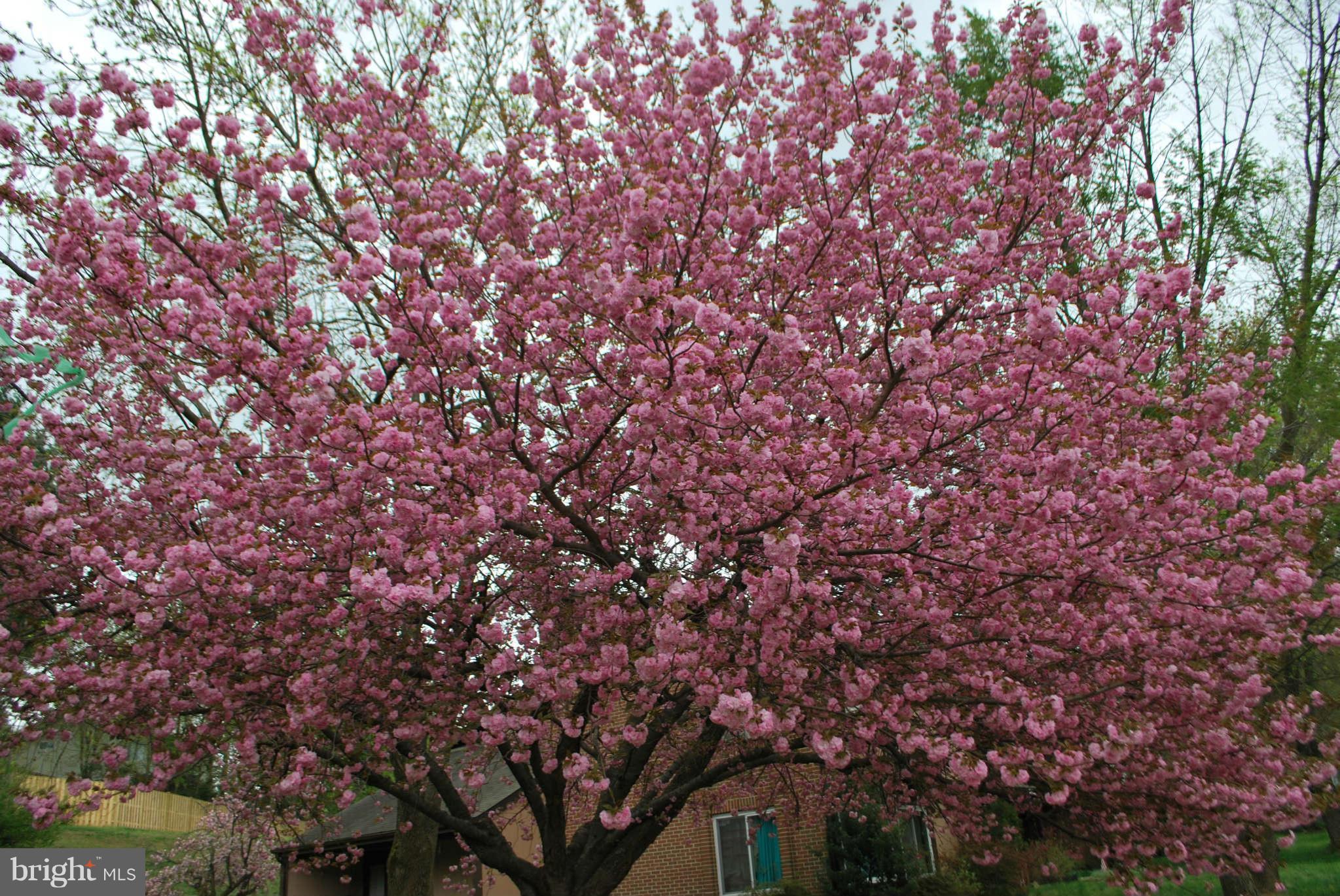 9116 Centerway Road Gaithersburg, MD 20879 - Photo 23 of 25 a view of tree