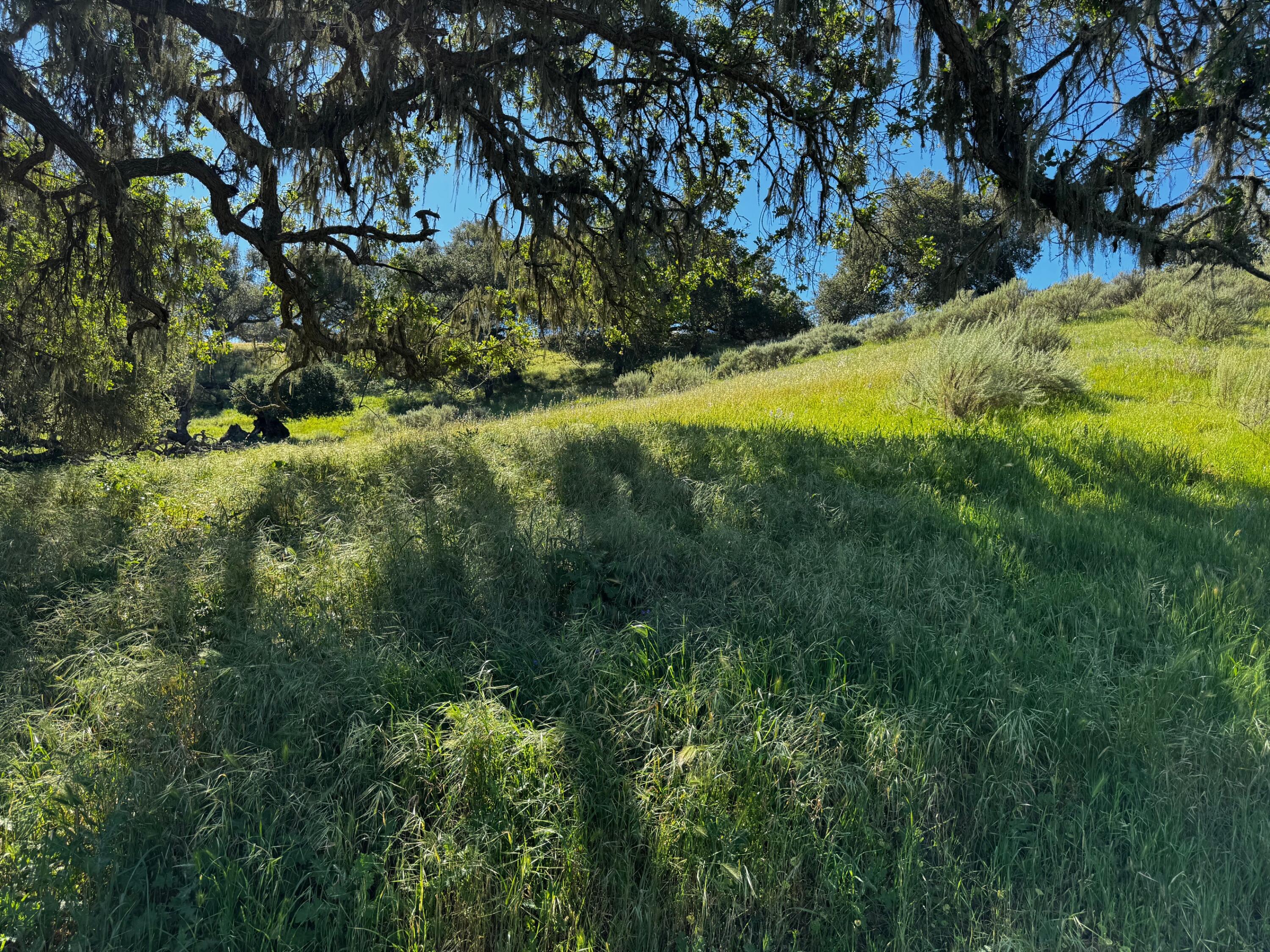 0 Alisos Canyon Road Los Alamos, CA 93440 - Photo 18 of 102 IMG_3676