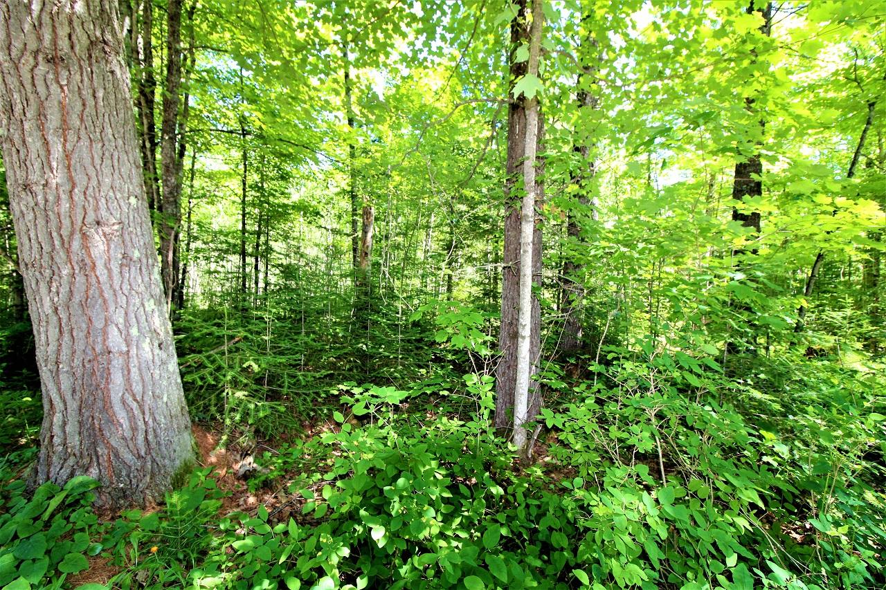 Lot 4 Beaver Lodge Road Mercer, WI 54547 - Photo 11 of 18 Gallery Image 11