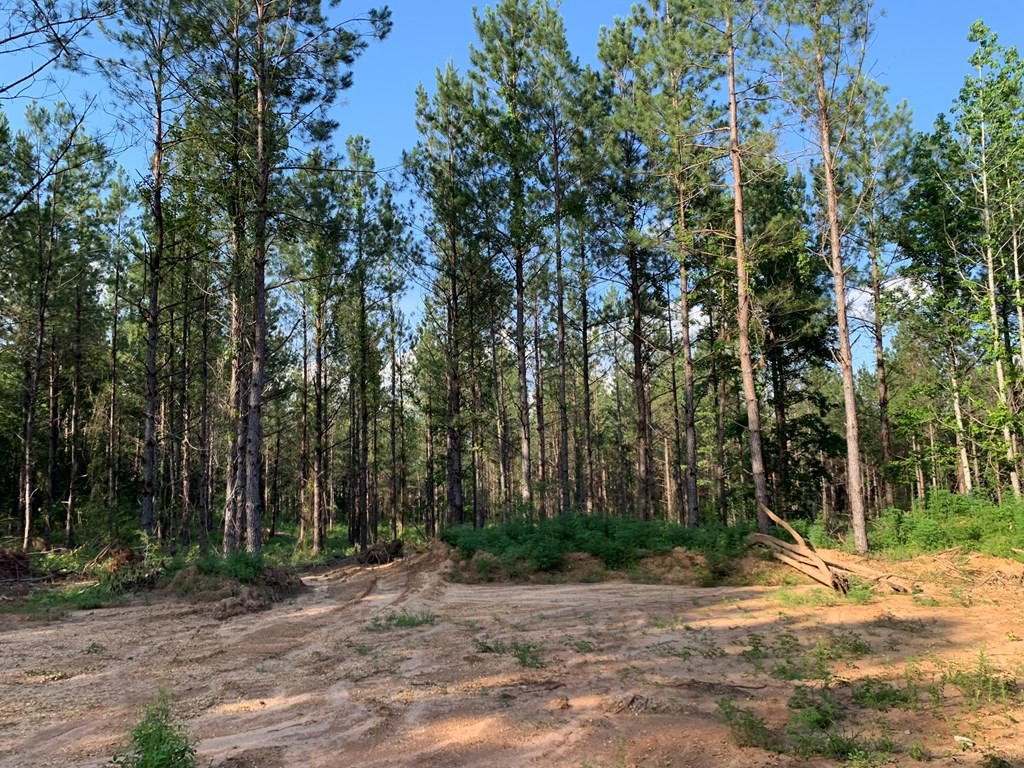 . Givens- Mullins Road Jayess, MS 39641 - Photo 22 of 24 Photo 22