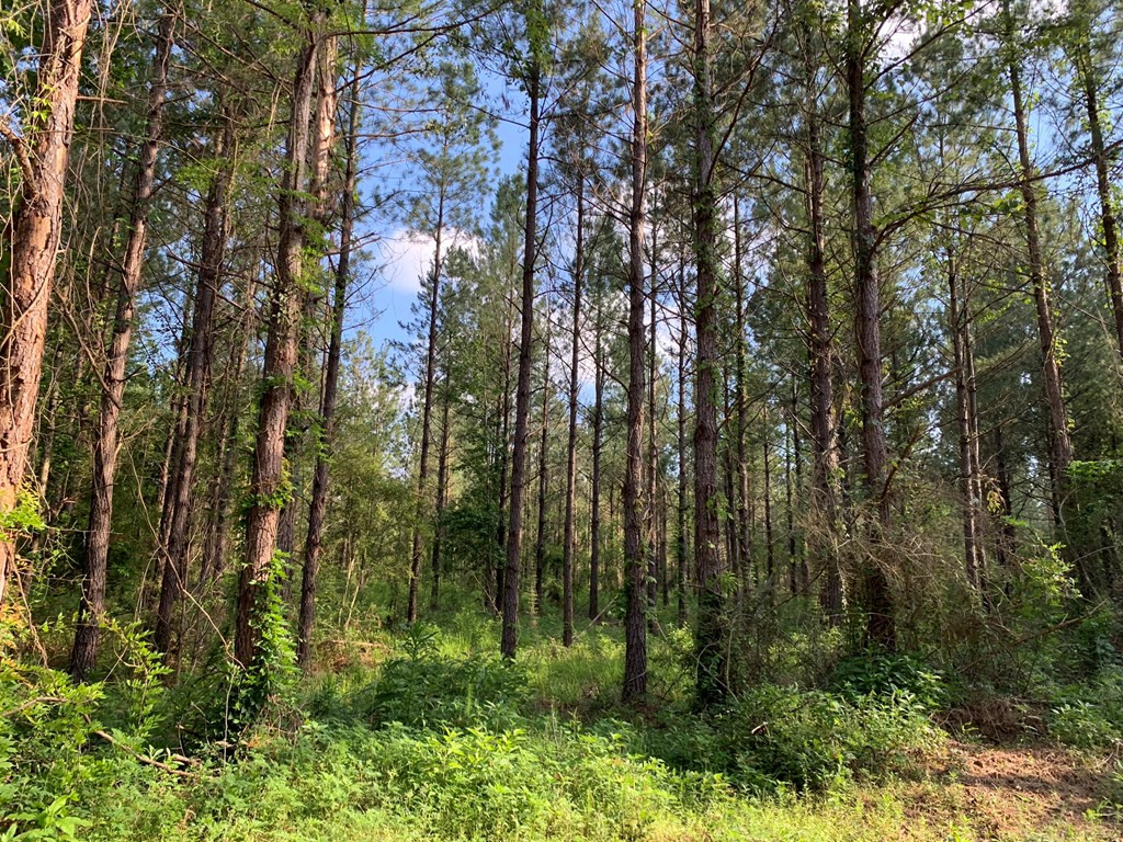 . Givens- Mullins Road Jayess, MS 39641 - Photo 5 of 24 Photo 5
