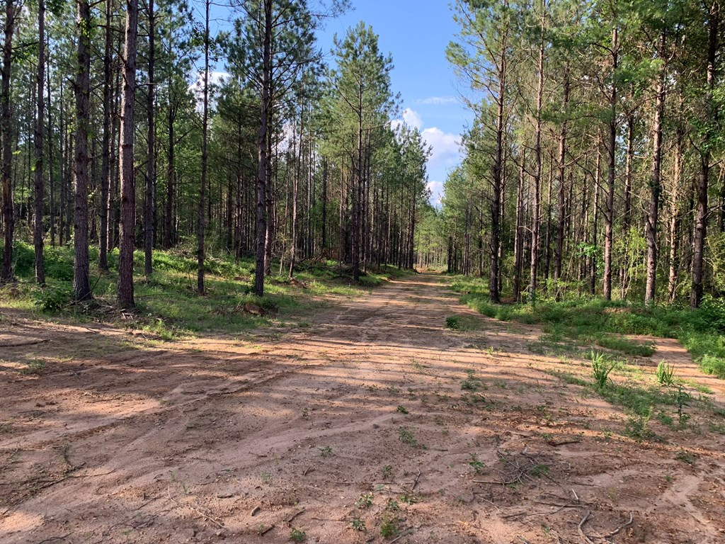 . Givens- Mullins Road Jayess, MS 39641 - Photo 8 of 24 Photo 8