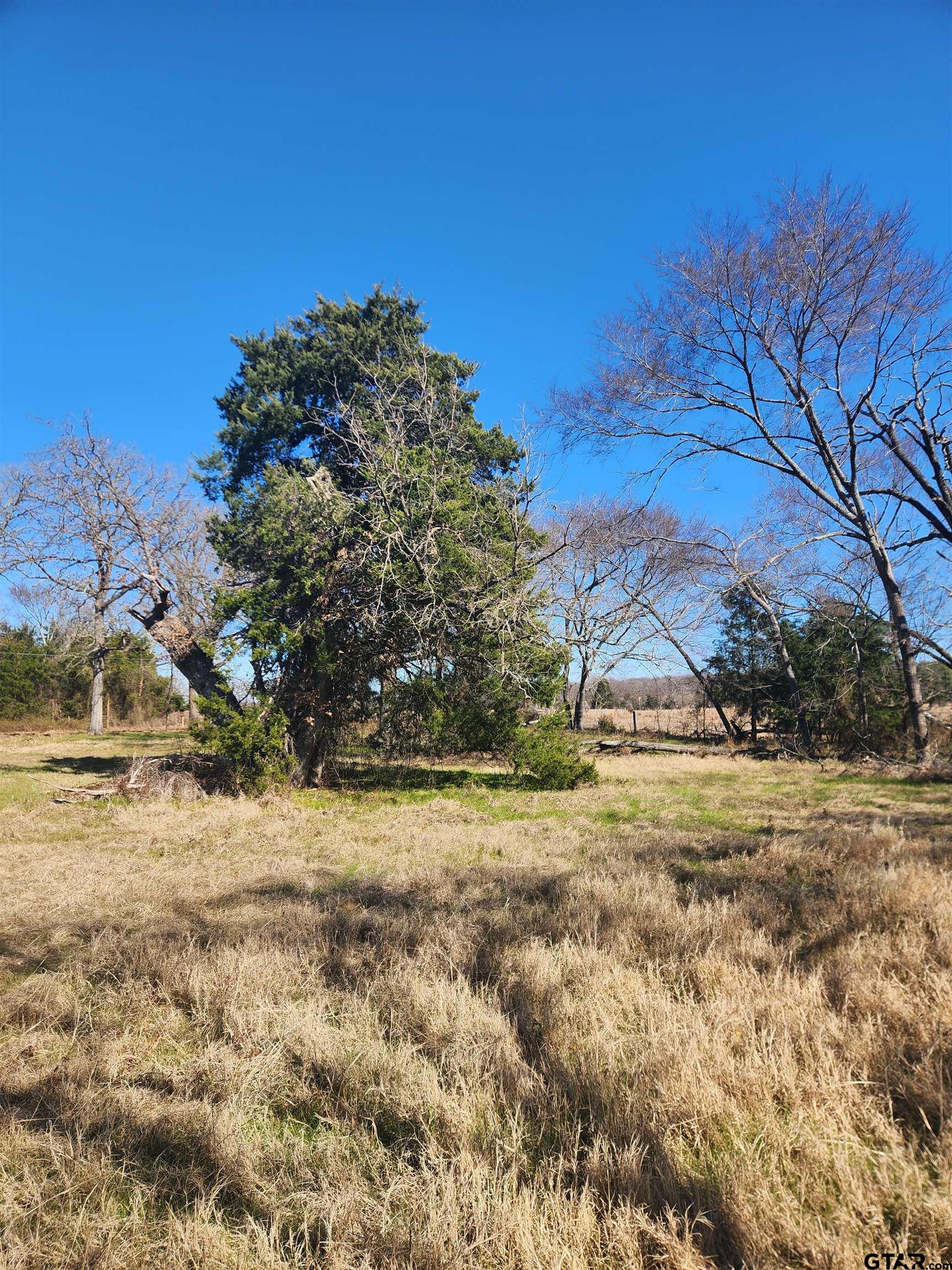 1405 Athens Tx 75751 Athens, TX 75751 - Photo 11 of 12 a view of dirt yard with large tree