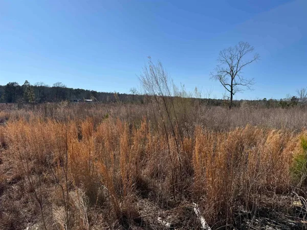 a view of a dry yard with trees
