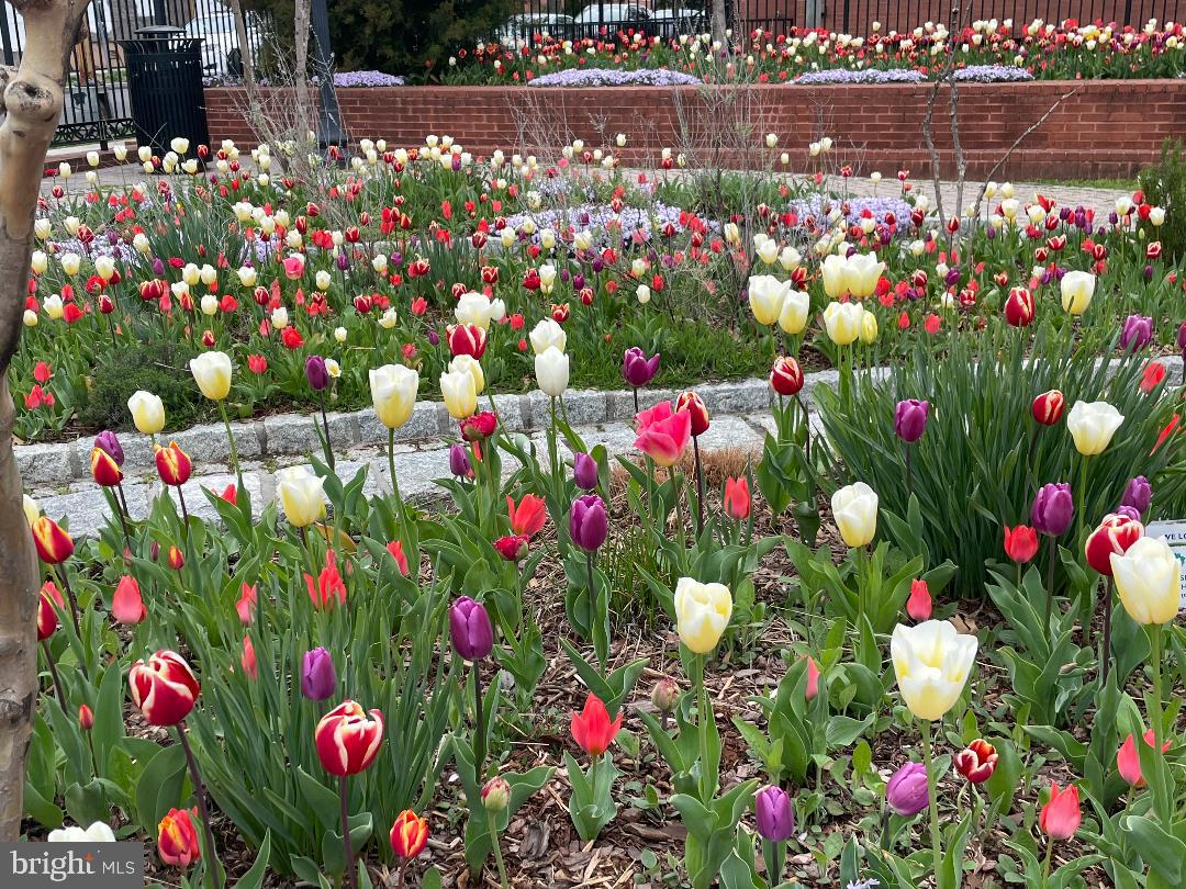 912 S Street Northwest, Unit 1 Washington, DC 20001 - Photo 25 of 29 a front view of flowers
