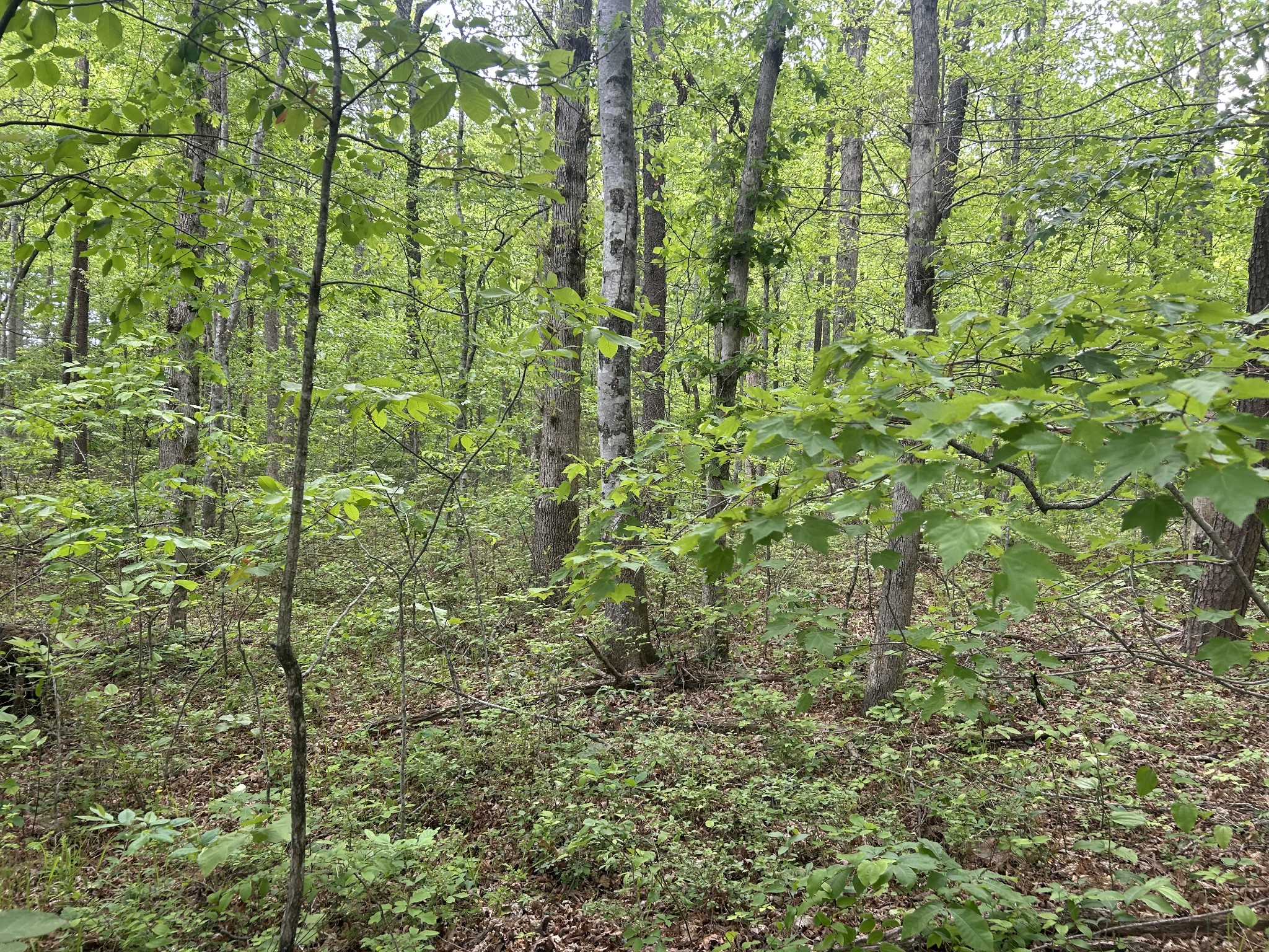 0 Rte Davis Road Spencer, TN 38585 - Photo 2 of 9