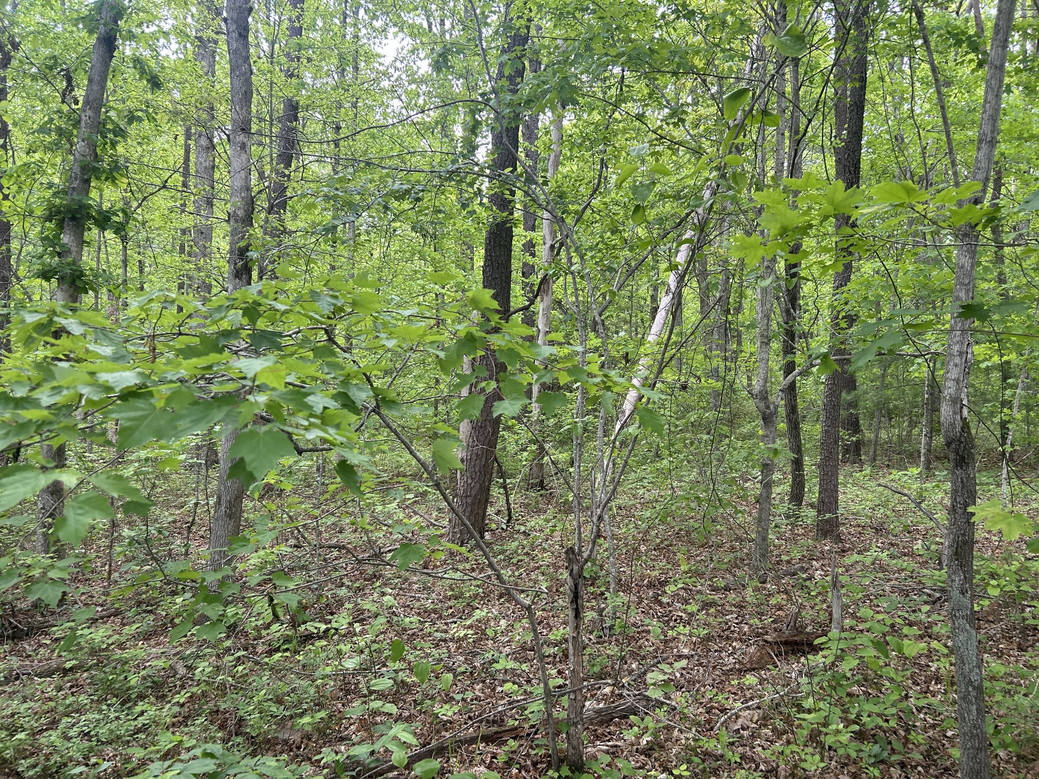 0 Rte Davis Road Spencer, TN 38585 - Photo 3 of 9 a view of a garden