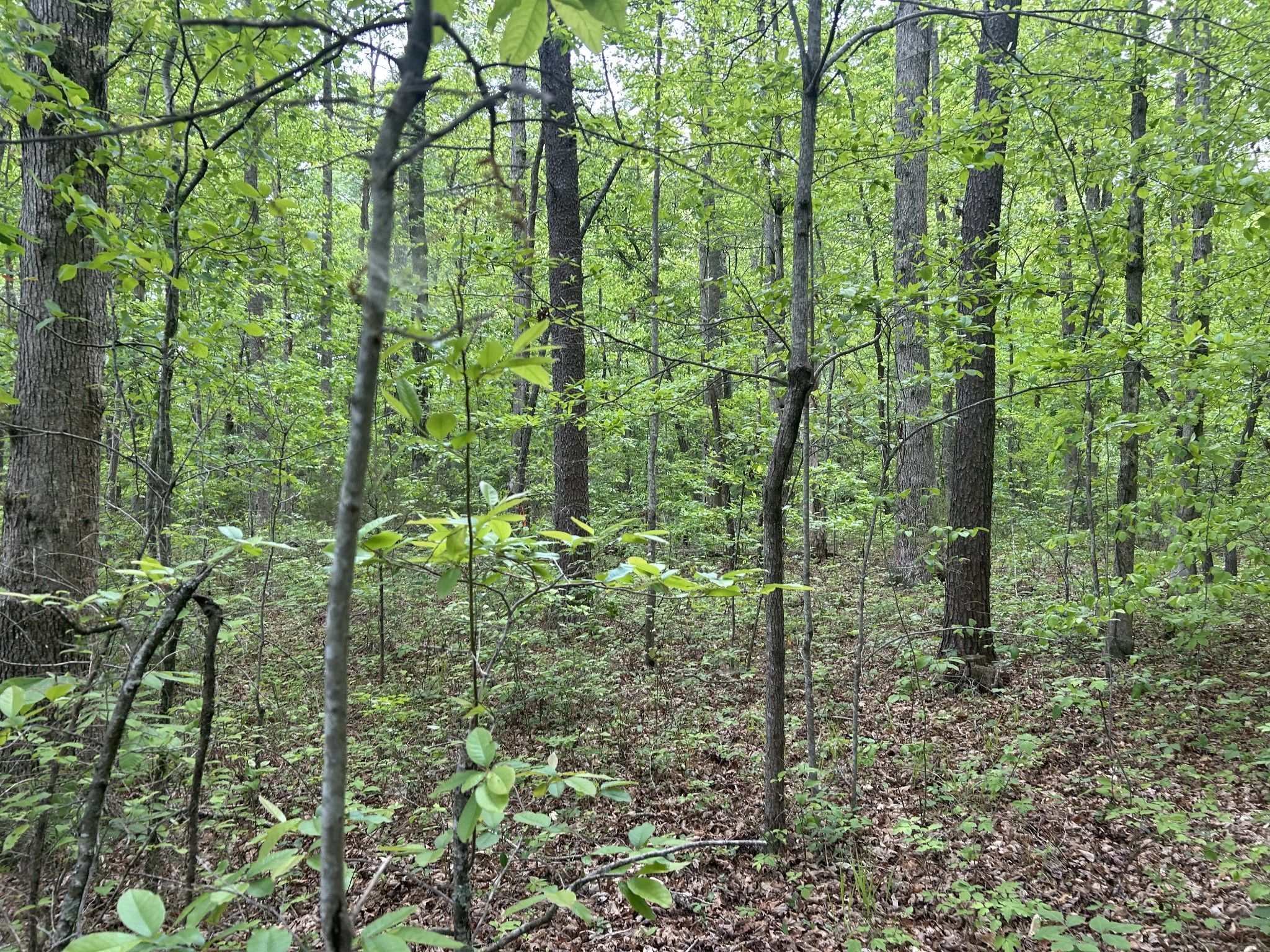 0 Rte Davis Road Spencer, TN 38585 - Photo 4 of 9 a view of a forest