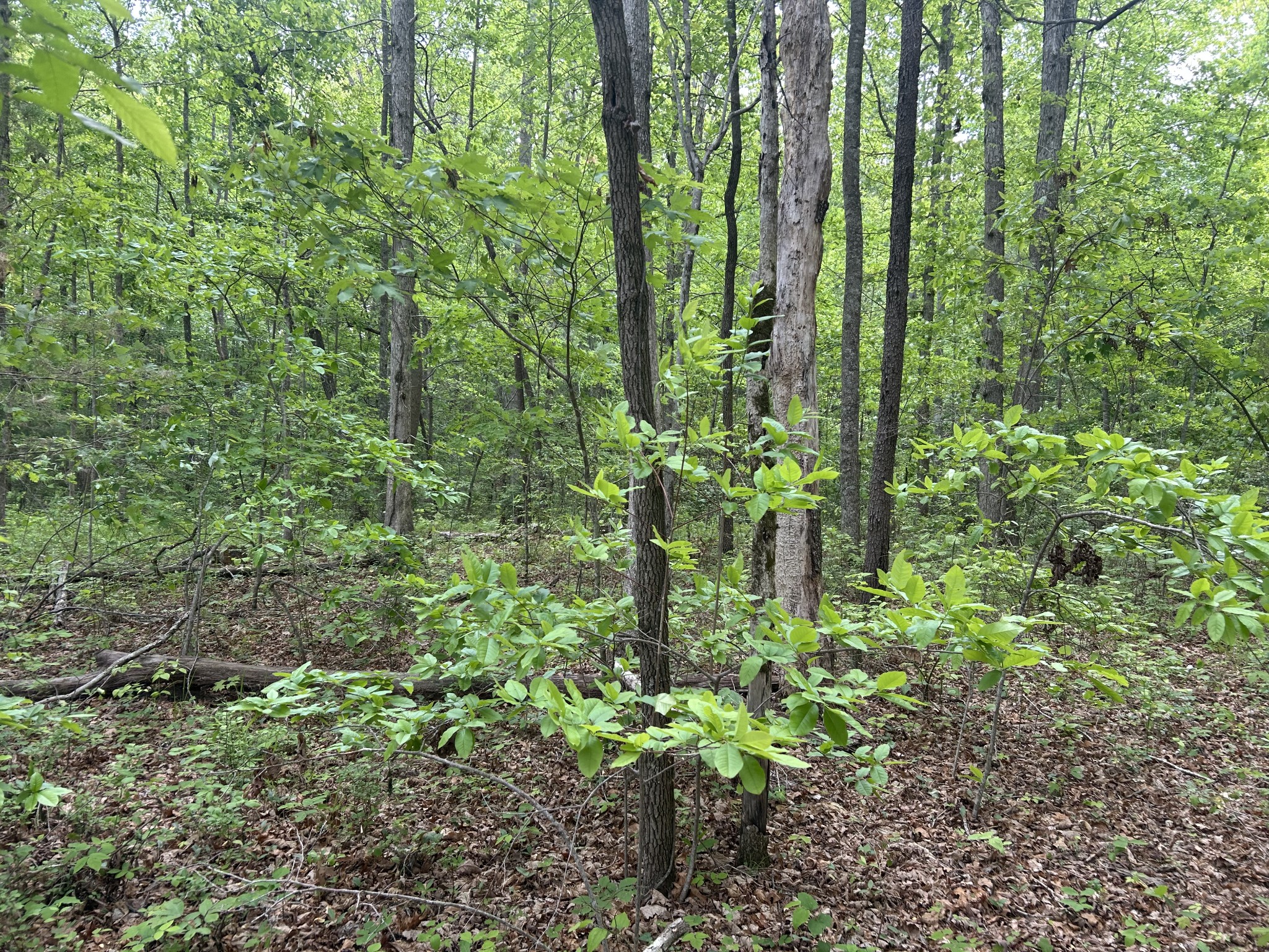 0 Rte Davis Road Spencer, TN 38585 - Photo 5 of 9 a plant view in yard