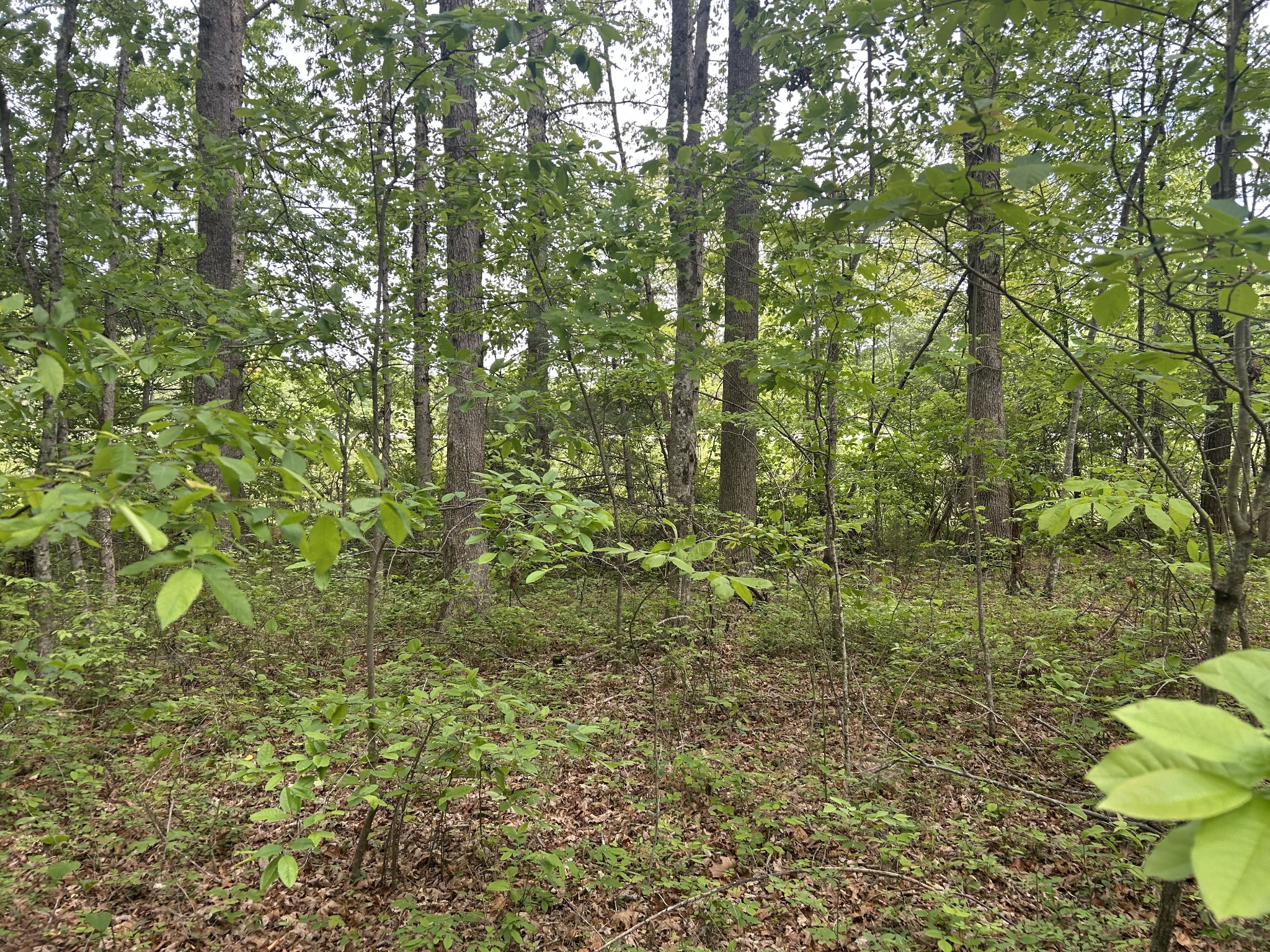0 Rte Davis Road Spencer, TN 38585 - Photo 6 of 9 a view of a garden from a bench