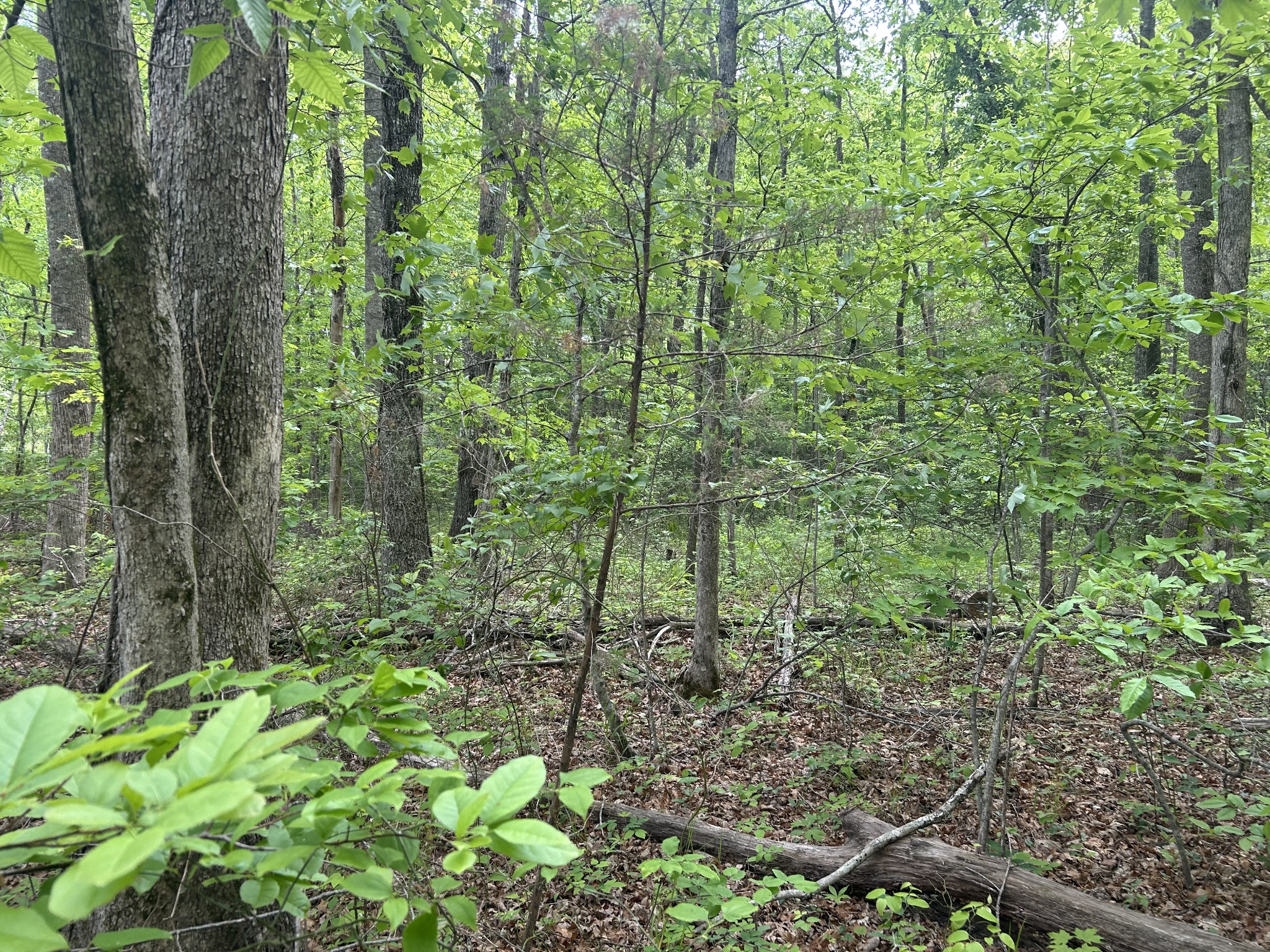 0 Rte Davis Road Spencer, TN 38585 - Photo 7 of 9 a view of a garden