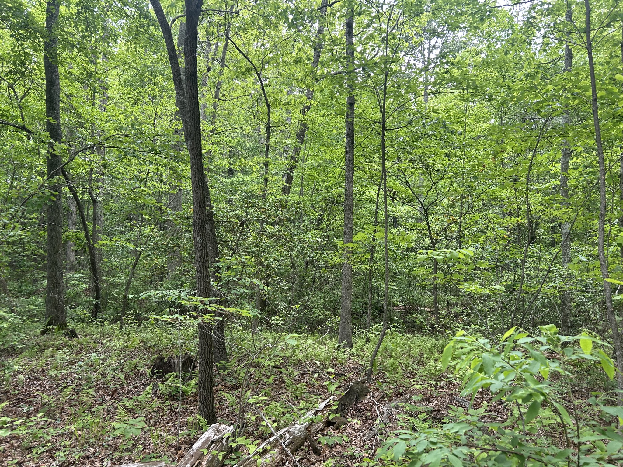 0 Rte Davis Road Spencer, TN 38585 - Photo 8 of 9 a view of a lush green forest