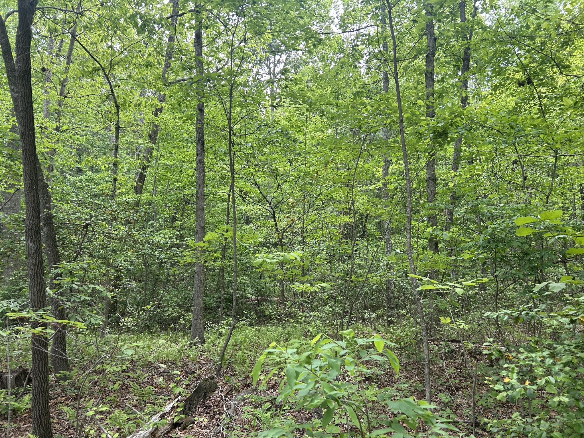 0 Rte Davis Road Spencer, TN 38585 - Photo 9 of 9 a view of a lush green forest