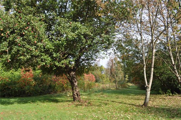351 Ware Corner Road Oakham, MA 01068 - Photo 9 of 30 a view of a tree in a yard