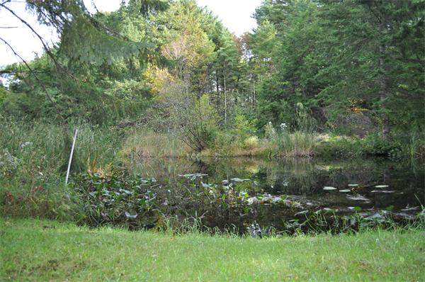 351 Ware Corner Road Oakham, MA 01068 - Photo 10 of 30 a view of a lush green forest with lots of trees