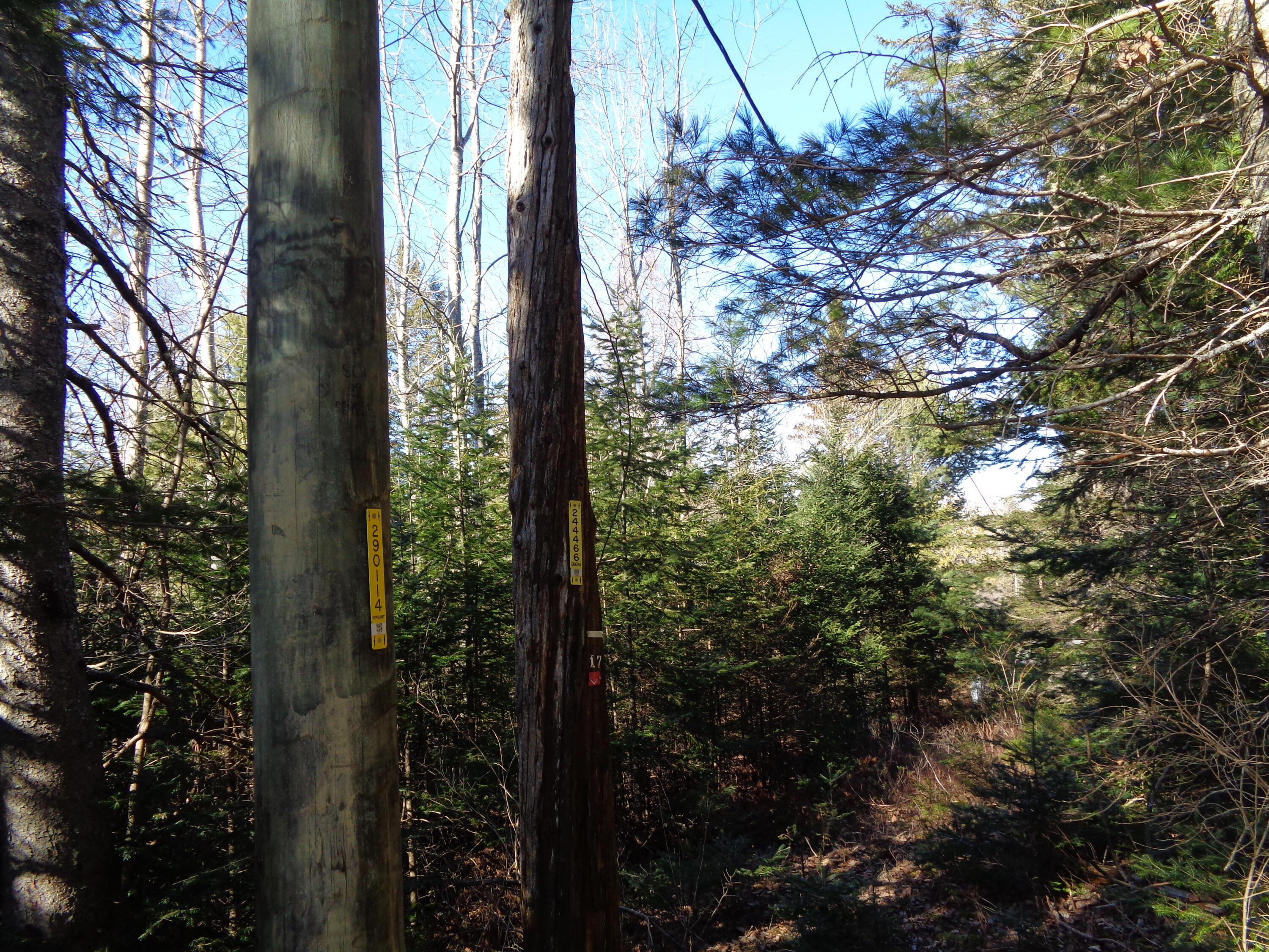 Lot 55 Dority Farm Road Ellsworth, ME 04605 - Photo 6 of 14 DSC03085