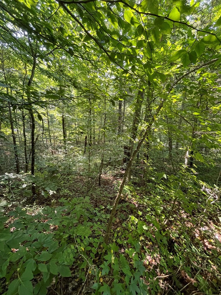 14 Alpine Drive Sevierville, TN 37876 - Photo 5 of 12