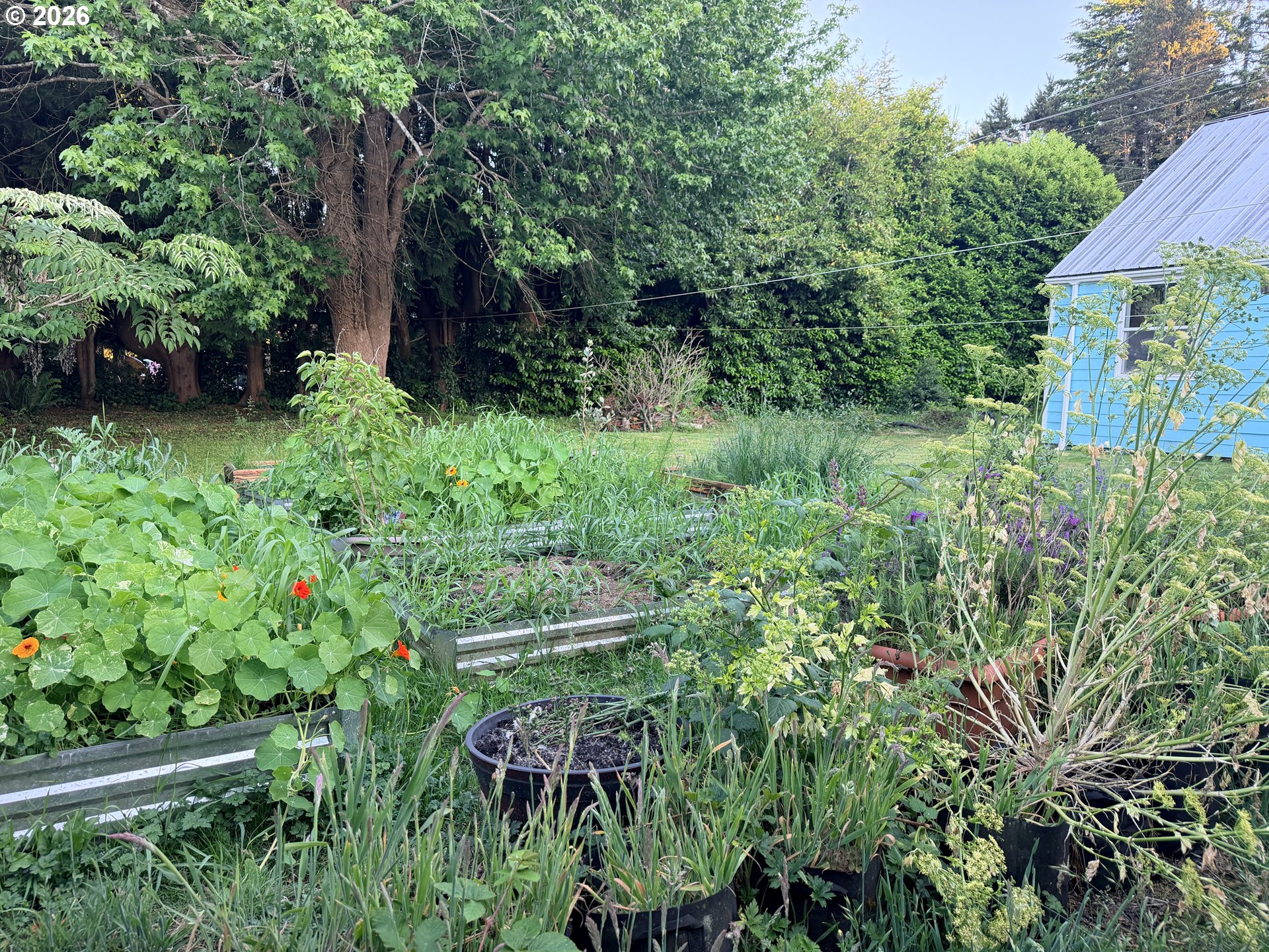677 Southeast Moffitt Road Waldport, OR 97394 - Photo 5 of 36 a view of a garden with plants and large trees