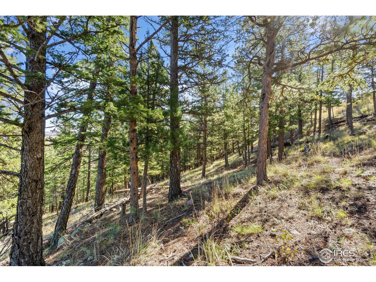 90 Sunlight Circle Livermore, CO 80536 - Photo 13 of 18