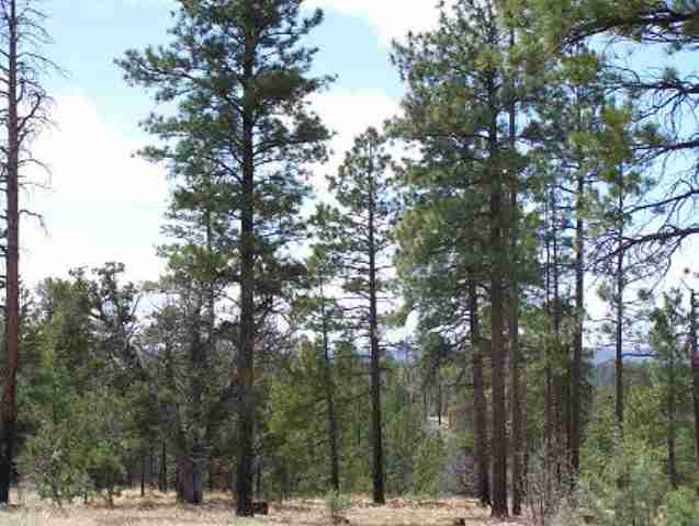 3 A Mcmurray''''s Way Overgaard, AZ 85933 - Photo 4 of 5